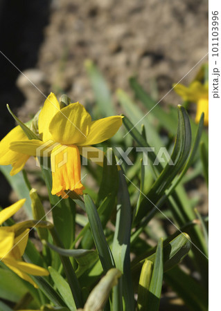 Daffodil Jetfire 101103996