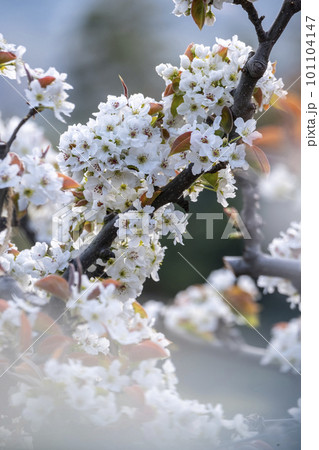 二十世紀梨の花（鳥取県湯梨浜町） 101104147
