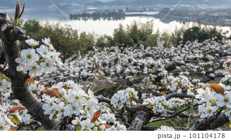 二十世紀梨の花(鳥取県湯梨浜町) 二十世紀梨の花(鳥取県湯梨浜町) 101104178