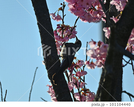 河津桜の蜜を吸うヒヨドリのシルエット 101104440