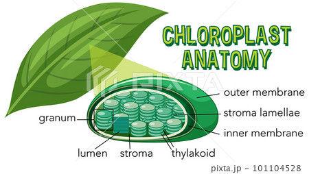 Diagram of Chloroplast Anatomy for Biology and Life Science Education 101104528