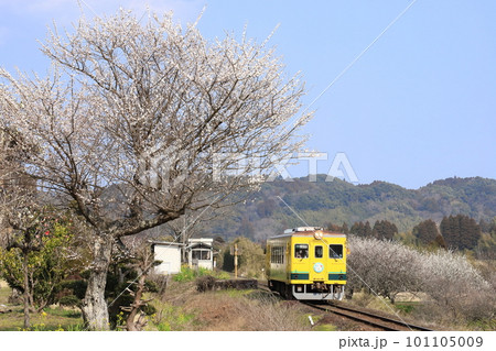 いすみ鉄道「梅の花咲く東総元駅」 いすみ鉄道「梅の花咲く東総元駅」 101105009