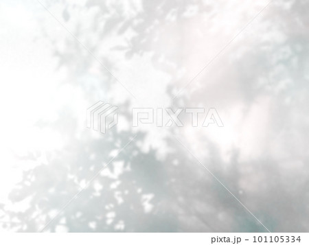 植物　影　光　日差し 101105334