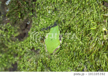 アマガエル アマガエル 101105392