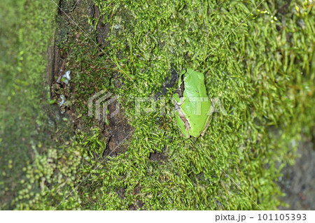 アマガエル 101105393