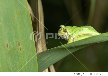 アマガエル 101105726