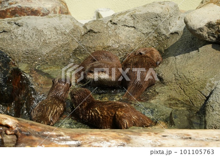 周南市徳山動物園のコズメカワウソ 周南市徳山動物園のコズメカワウソ 101105763
