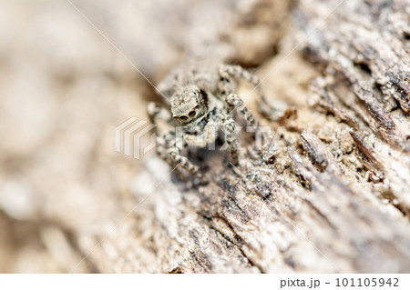 ヤマジハエトリ 101105942