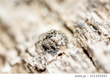 ヤマジハエトリ ヤマジハエトリ 101105945