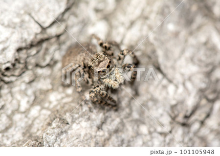 ヤマジハエトリ 101105948