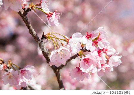 北浅羽安行寒桜 101105993