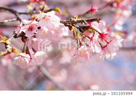 北浅羽安行寒桜 101105994
