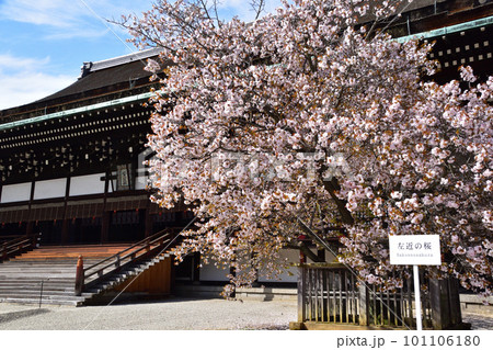 京都御所 左近の桜 京都御所 左近の桜 101106180