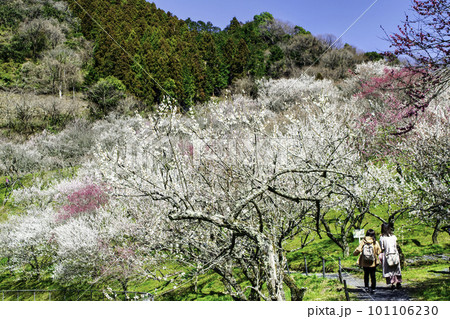 東京都　八王子市　高尾梅郷　木下沢梅林（こげさわばいりん) 101106230