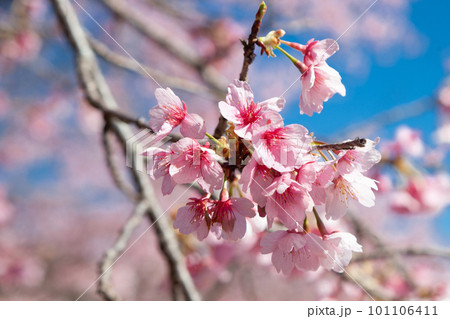北浅羽安行寒桜 北浅羽安行寒桜 101106411