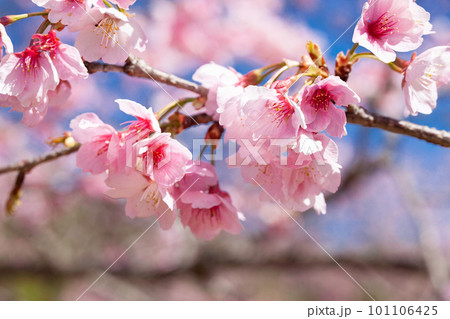 北浅羽安行寒桜 101106425