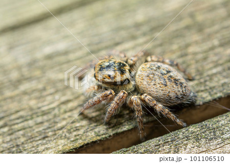 ネコハエトリ 101106510