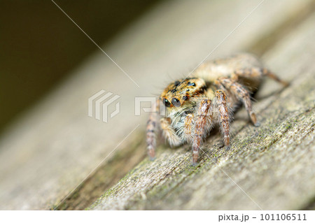 ネコハエトリ 101106511