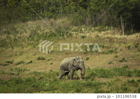 male asia elephant walking in grass field of khaoyai national park thailand male asia elephant walking in grass field of khaoyai national park thailand 101106538