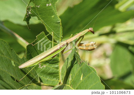 オオカマキリ 101106673