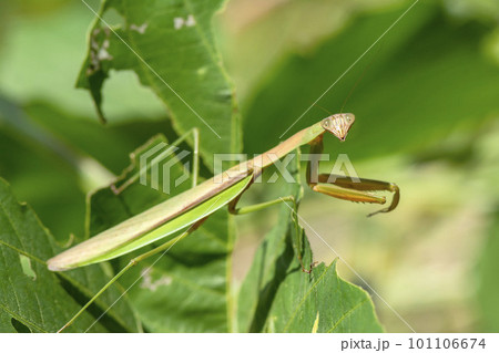 オオカマキリ 101106674