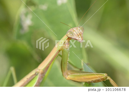 オオカマキリ オオカマキリ 101106678