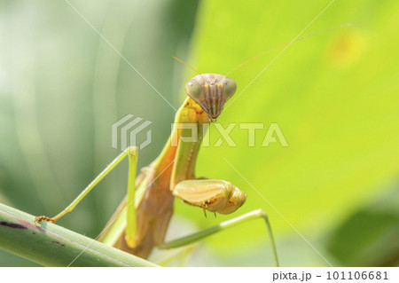 オオカマキリ 101106681