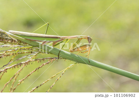 オオカマキリ 101106902