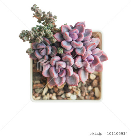 Bright pink Echeveria Cupid rosette flowers and sedum dasyphyllum minor plant in pot isolated Bright pink Echeveria Cupid rosette flowers and sedum dasyphyllum minor plant in pot isolated 101106934
