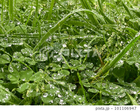 Green grass after rain. Spring or summer green grass field meadow with water dew drops Green grass after rain. Spring or summer green grass field meadow with water dew drops 101106947