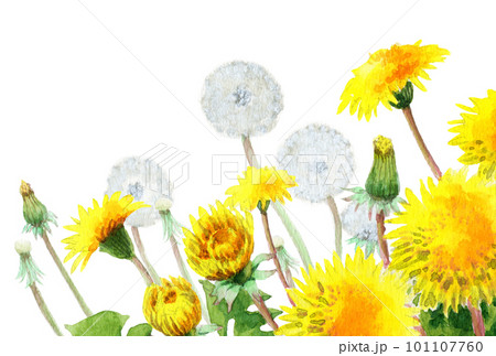 アナログ水彩たんぽぽの花と綿毛の群生のイラスト素材 [101107760] - PIXTA