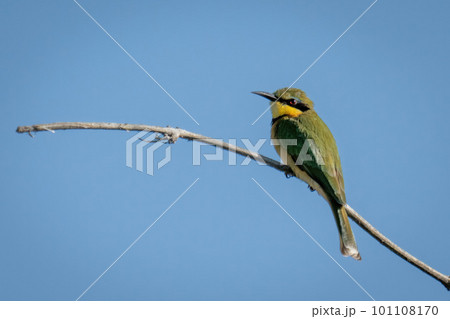 Little bee-eater in profile on sunlit branch Little bee-eater in profile on sunlit branch 101108170