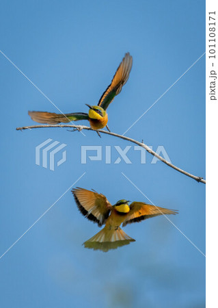 Little bee-eater lands as another takes off 101108171