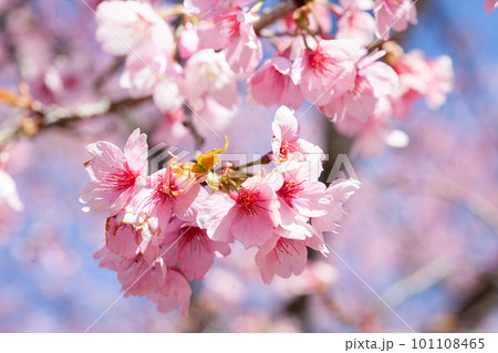 北浅羽安行寒桜 北浅羽安行寒桜 101108465