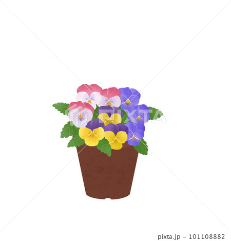 鉢に植えたパンジーの花束のイラスト素材 [101108882] - PIXTA