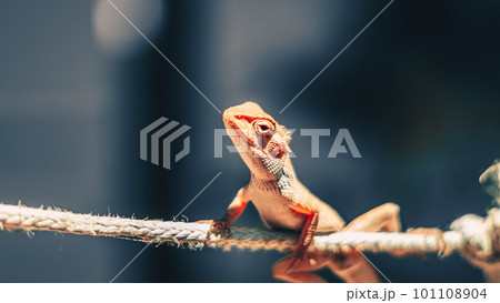 A chameleon sits on a rope with a blue background 101108904