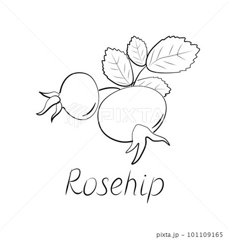 Rose hips branch. Vector ripe fruits. Rosehip or hawthorn harvest Rose hips branch. Vector ripe fruits. Rosehip or hawthorn harvest 101109165