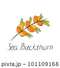 Sea buckthorn branch. Hippophae berries with leaves. Vector illustration 101109168