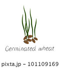 Sprouted wheat seeds. Germinated wheat icon sign. Plant illustration 101109169