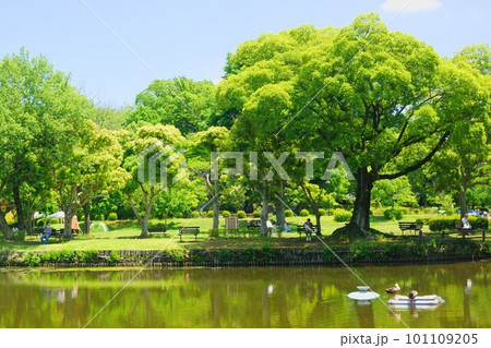 新緑と池のある公園 新緑と池のある公園 101109205