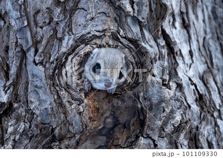 日中に巣穴から顔を出すエゾモモンガ 日中に巣穴から顔を出すエゾモモンガ 101109330
