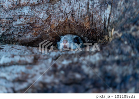 巣穴から顔を出すエゾモモンガ 巣穴から顔を出すエゾモモンガ 101109333