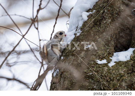 雪を食べるエゾモモンガ 雪を食べるエゾモモンガ 101109340