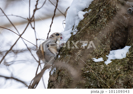 雪を食べるエゾモモンガ 雪を食べるエゾモモンガ 101109343
