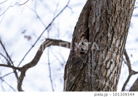 巣穴から顔を出すエゾモモンガ 巣穴から顔を出すエゾモモンガ 101109344