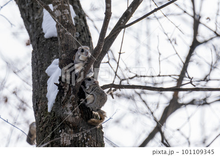 パートナー探しのためお尻の匂いを嗅ぐエゾモモンガ 101109345
