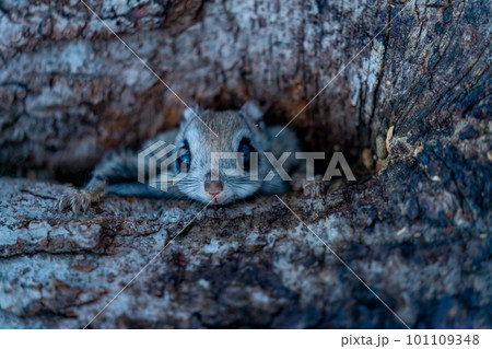 巣穴から顔を出すエゾモモンガ 巣穴から顔を出すエゾモモンガ 101109348