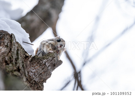 雪の積もる樹木から下を見るエゾモモンガ 雪の積もる樹木から下を見るエゾモモンガ 101109352