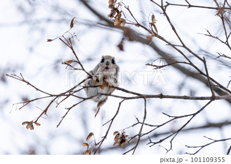 樹木の上で餌を食べるエゾモモンガ 樹木の上で餌を食べるエゾモモンガ 101109355