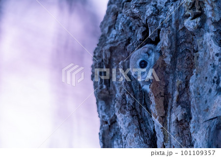 夕日に照らされた巣穴から顔を出すエゾモモンガ 101109357